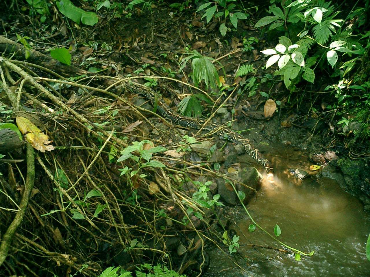 boa in Costa' Rica [444 Kb]